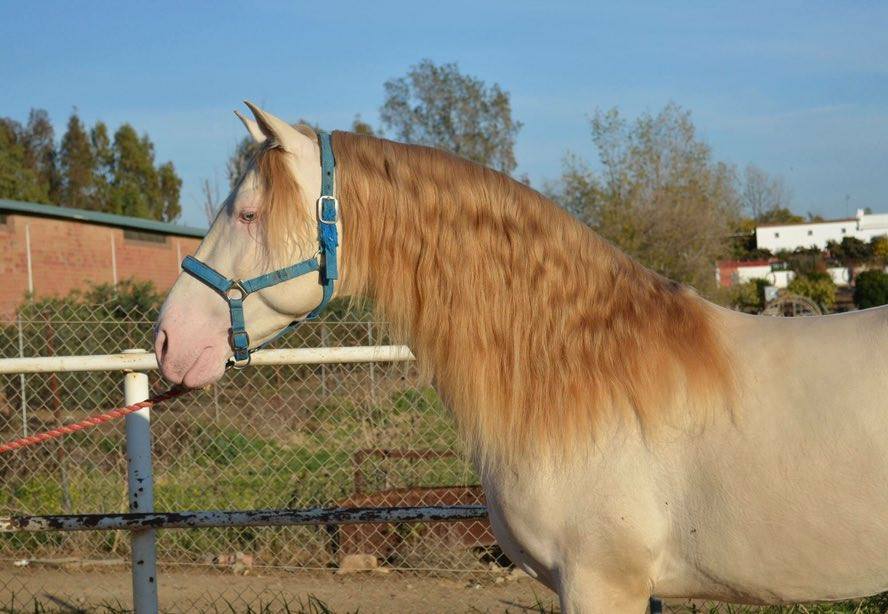 Caballo en Venta